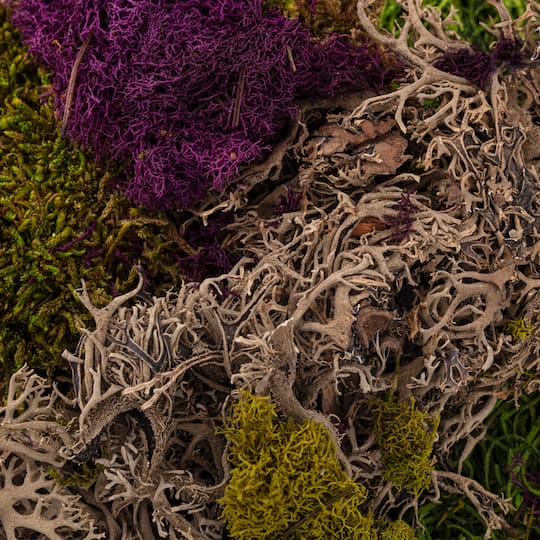 SuperMoss® Purple & Green Preserved Mixed Moss